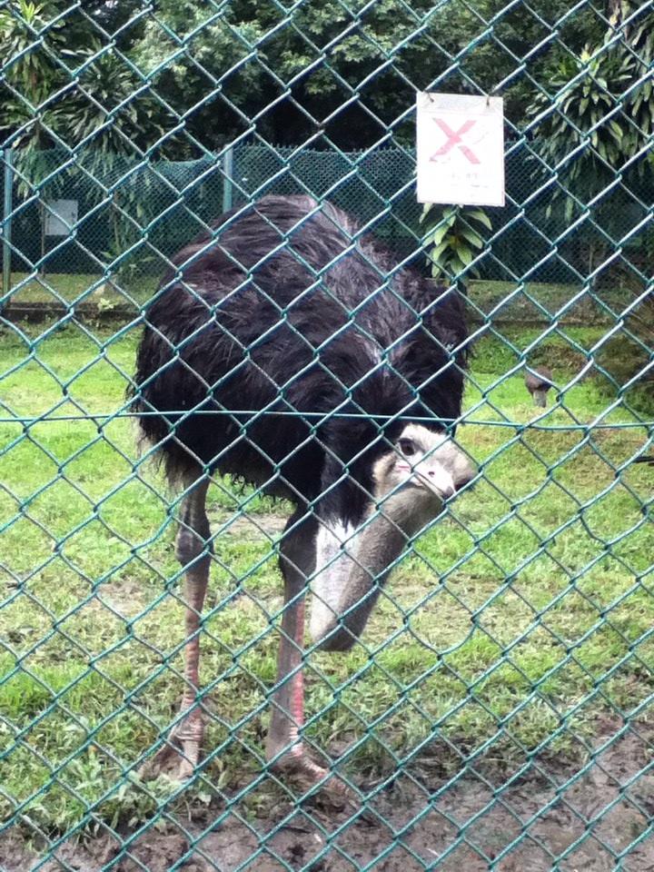 ooikrisada's tweet photo. Ostrich pecking the fence@birdpark http://t.co/ORN9p2GYWq