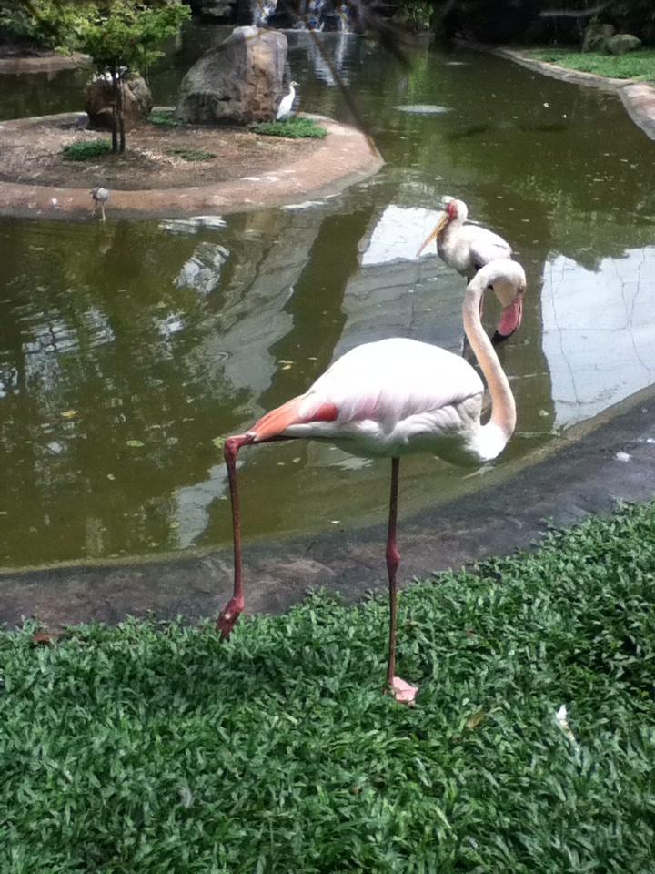 ooikrisada's tweet photo. Flamingo balancing on one leg@birdpark http://t.co/5Yr952W4v4