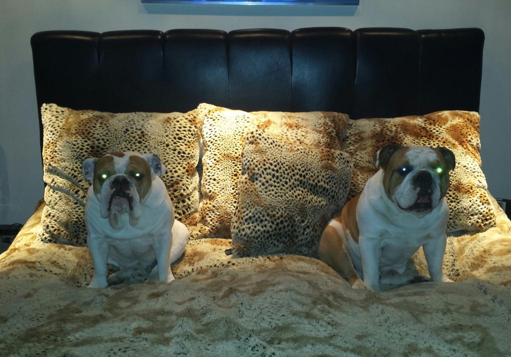 collier53's tweet photo. @CuteSpartacus Hurry Max take Ice's side &amp; I'll take Cocos side.Whatever they say don't budge we got here 1st http://t.co/cJaWeMxqT4