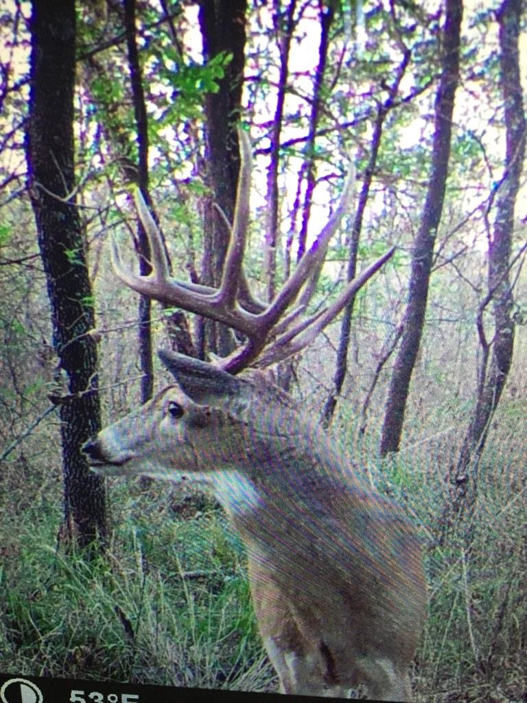 B_A_ADAMS's tweet photo. This buck that's calling my name in central Oklahoma!! #smallacreage hunting #bigbucks #openingday #slick http://t.co/o5UNXM97jX