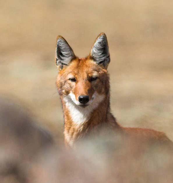 Heard you were talking about our extinction #whatsupwiththat