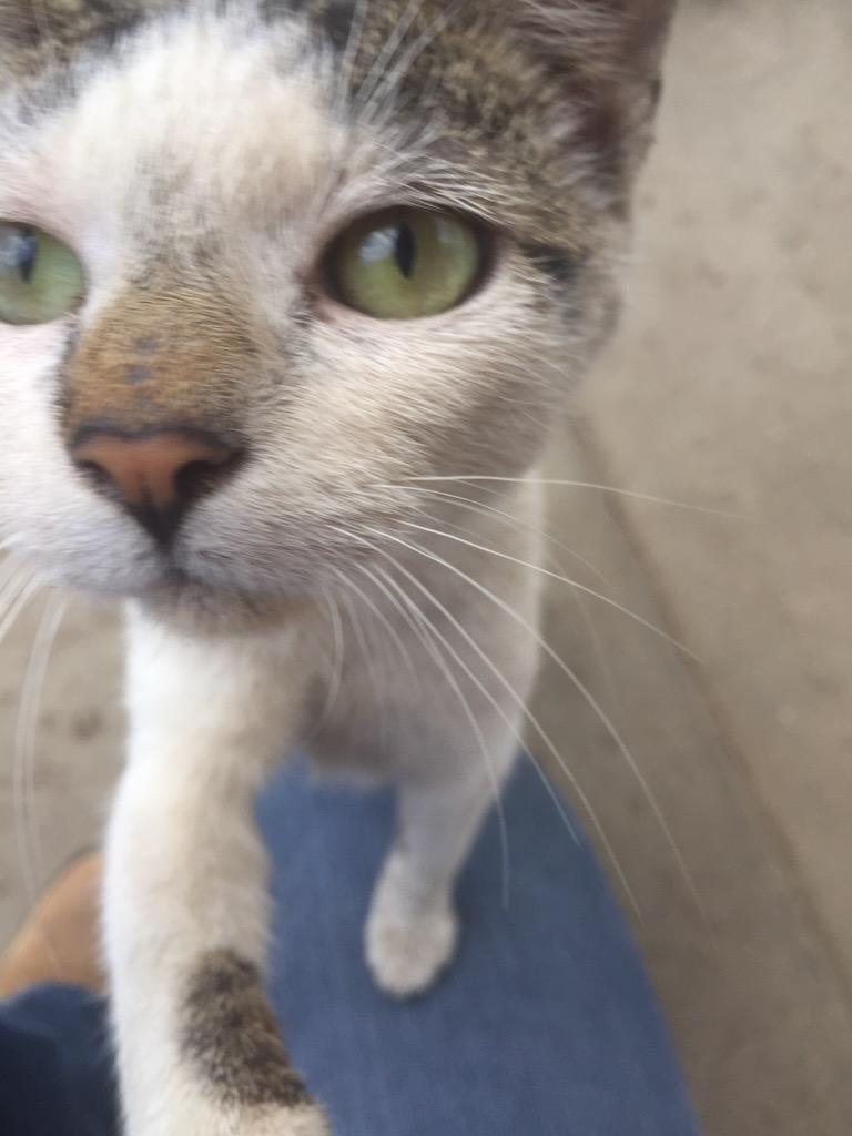 scrapgirl02's tweet photo. @FPTscrap #CatPhotoFriday #scrapcat http://t.co/QVFHp4ort7
