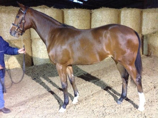Baroda Stud tweet media