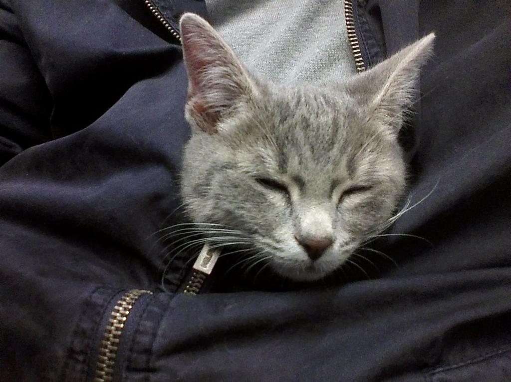 FloDauvister's tweet photo. Kitty cat in the train enjoying my warm jacket ^_^ http://t.co/rgZxt0ainN