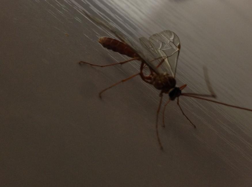 noony_13's tweet image. Just found this scary thing in the kitchen. #doesitbite?