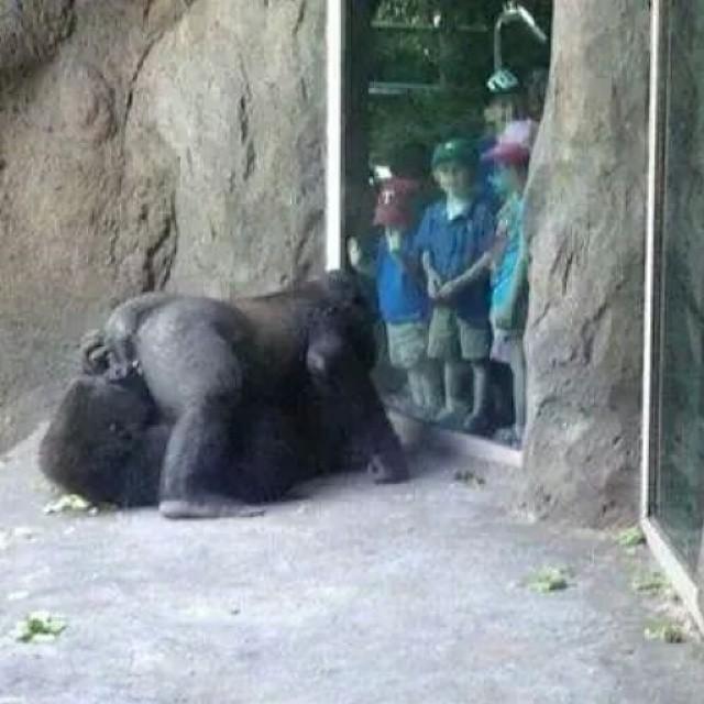 натурал или обезьянку не