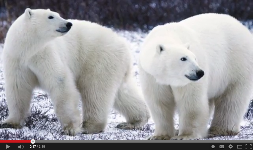 Declining polar bear population and more this week <a href="/Interior/">US Department of the Interior</a> on.doi.gov/11CQwiQ