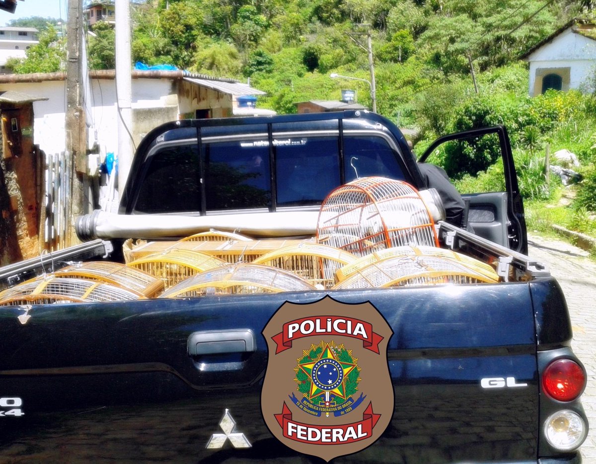 PFnoRJ's tweet photo. Três detidos e 19 pássaros apreendidos pela PF em Petrópolis. Não tinham autorização do IBAMA .Aves foram soltas. http://t.co/CjosciWBJ7