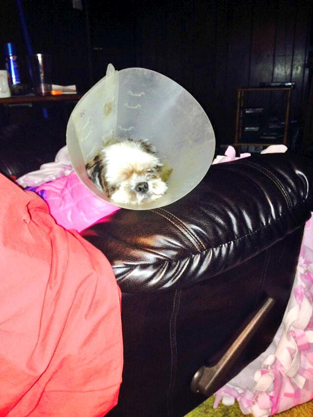 EmilyyAmber's tweet photo. Just relaxing today! #shihtzu check out our campaign http://t.co/xGppwop6qV #gofundme#animal #dog #cute #coneofshame http://t.co/mDzlUpqCBb