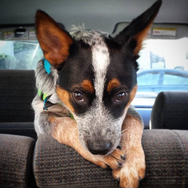 BarkPost's tweet photo. "I know this street. We're not going to the park, are we." #UltimateDeception
via http://t.co/PjsA9Gxtv1 http://t.co/o05q9GBhjZ