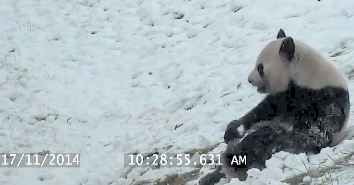 ScienceChannel's tweet image. This giant panda at the Toronto Zoo is having the best snow day ever &amp;gt;&amp;gt; bit.ly/14YFGG8 #SCI2
