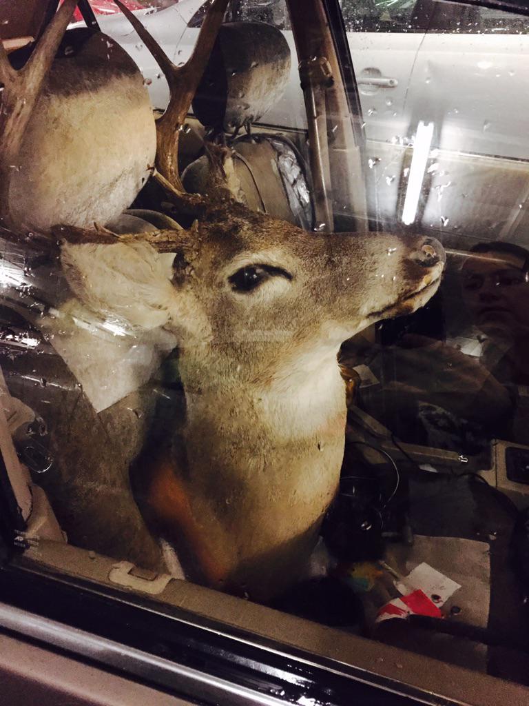alinacfisher's tweet image. When you want to use the HOV lane, just bring your deer head for a drive. #commutetime #Whatelse #WTF