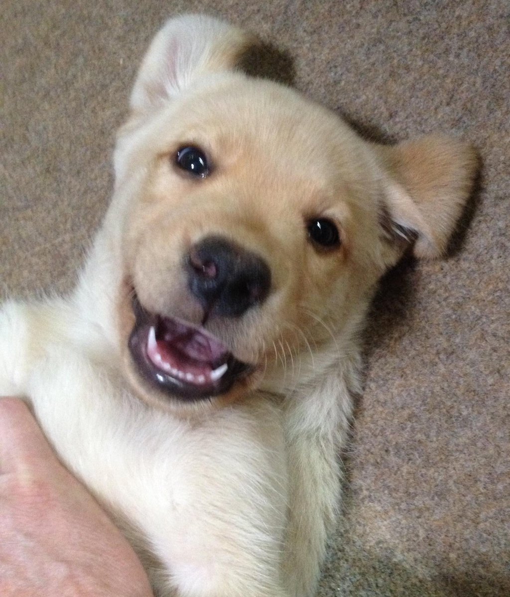 cesarmillan's tweet photo. Not many things in life are greater than puppy breath. http://t.co/bHyls7S3E8