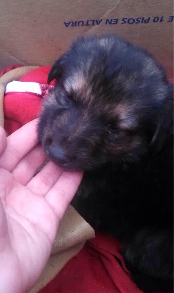 ZoonosisEscobar's tweet photo. @proyectogalgoar  Busca hogar! Está en Los Polvorines, cerca del hospital "Polo Sanitario" RT por favor. http://t.co/17Aj9VlbIW