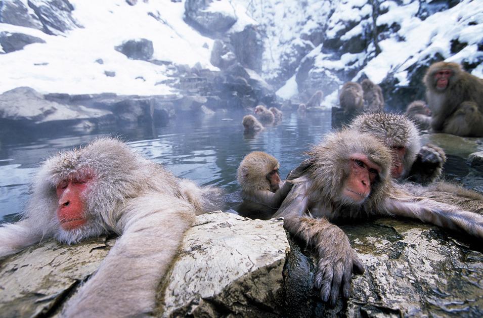 lukesdogschool's tweet photo. Have a great weekend everyone and remember to keep warm! Just like the Japanese Macaques. #primatesrule http://t.co/2wNuOpePwa