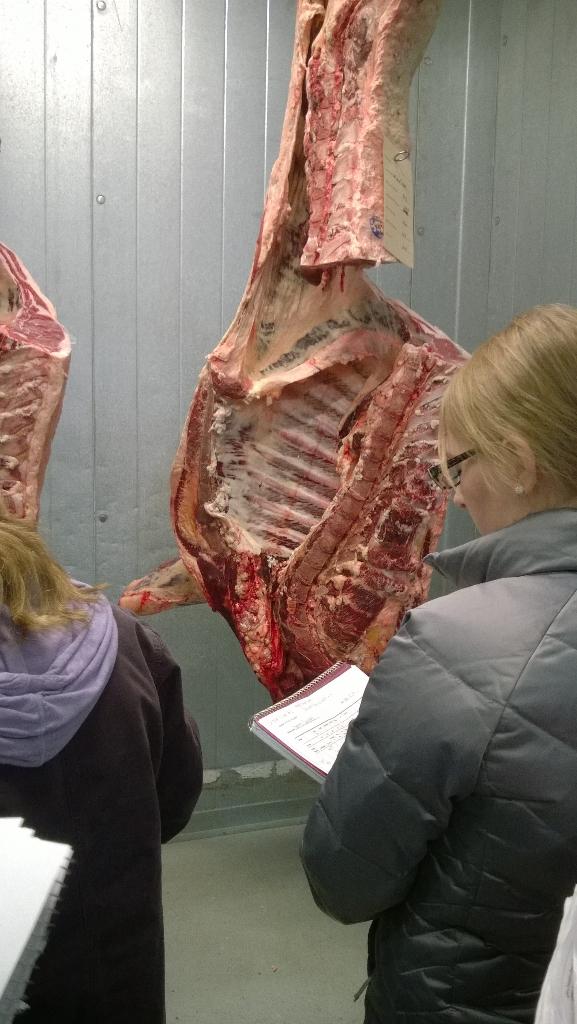 MichelleCrites1's tweet photo. Live animal and carcass evaluation class. Cattle seem so much bigger when they're hung up!! http://t.co/sfygrRI0j9