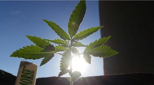 DCCannabisCards's tweet photo. Make sure to keep up to date with what's happening with Marijuana in Washington D.C. Go to http://t.co/XN8Dlyv8kY!! http://t.co/LSKikHDWOT