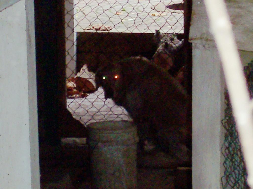 AASBC's tweet image. A day in the life of AAS: Bubba gets out of prison. Read his heartwarming happy ending: animaladvocates.com/bubba