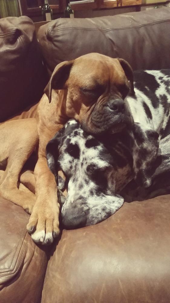 Mitres_Edge's tweet photo. It's a dog's life! http://t.co/96eRGcefjm