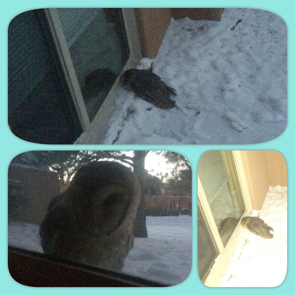FVSofColorado's tweet photo. Seriously, who doesn't want to go to FVS? Even #owls want to be a part! #northperry #boardingschool #letmein http://t.co/gSIXLHXIEu