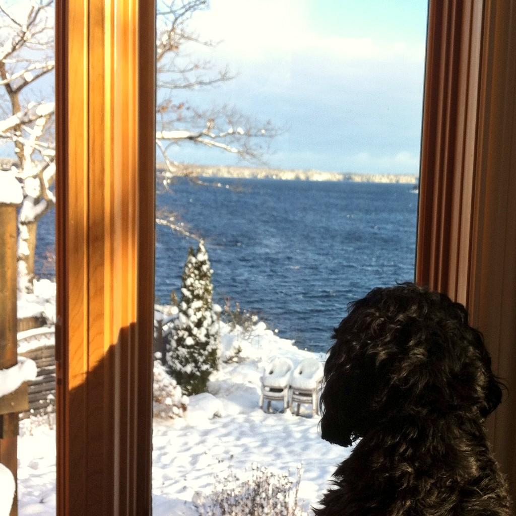 MuskokaSoul's tweet photo. Wonderful morning in #Muskoka, jasper likes the view too http://t.co/55khAWXSVJ