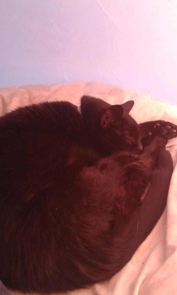 Happy birthday to the stunningly gorgeous and my less cheerful and poorly Miss Beanie cat. 