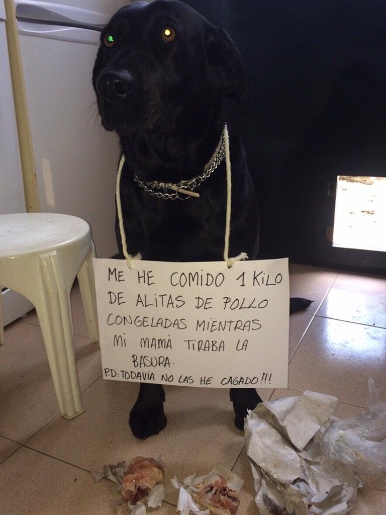 Escherxyta's tweet photo. Culpable #labrador #culpable http://t.co/7U5aqA5ncG