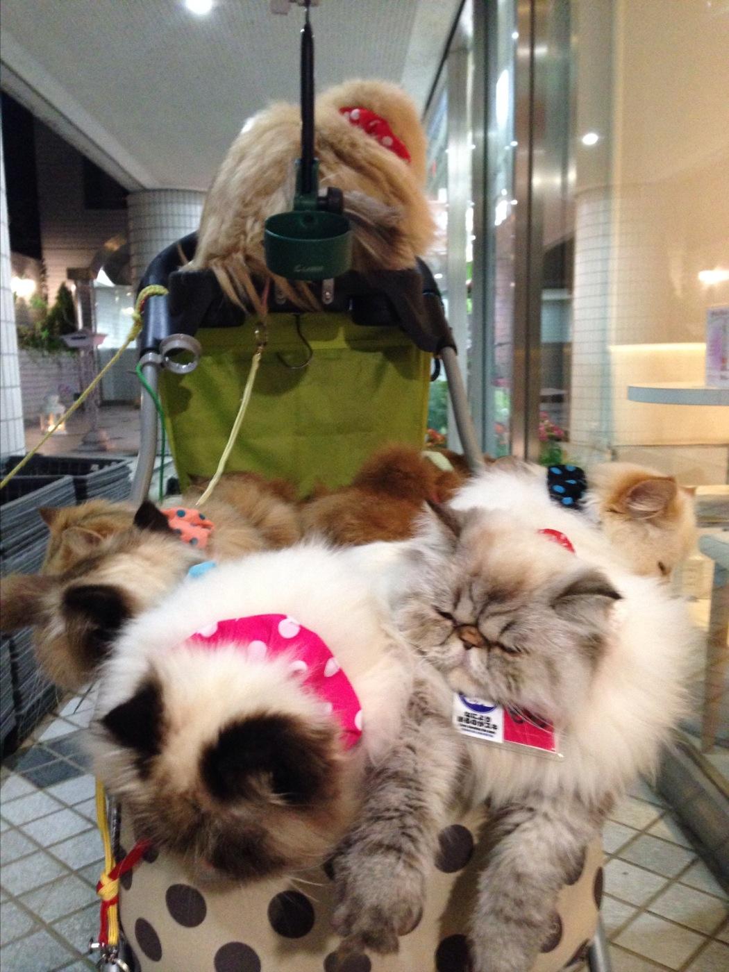 表参道 猫 おじさん