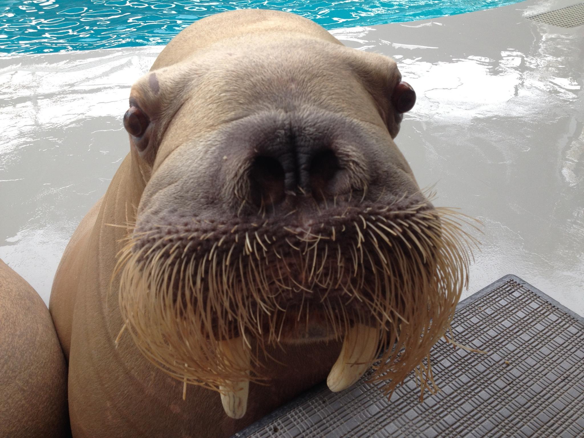 Image result for bearded walrus