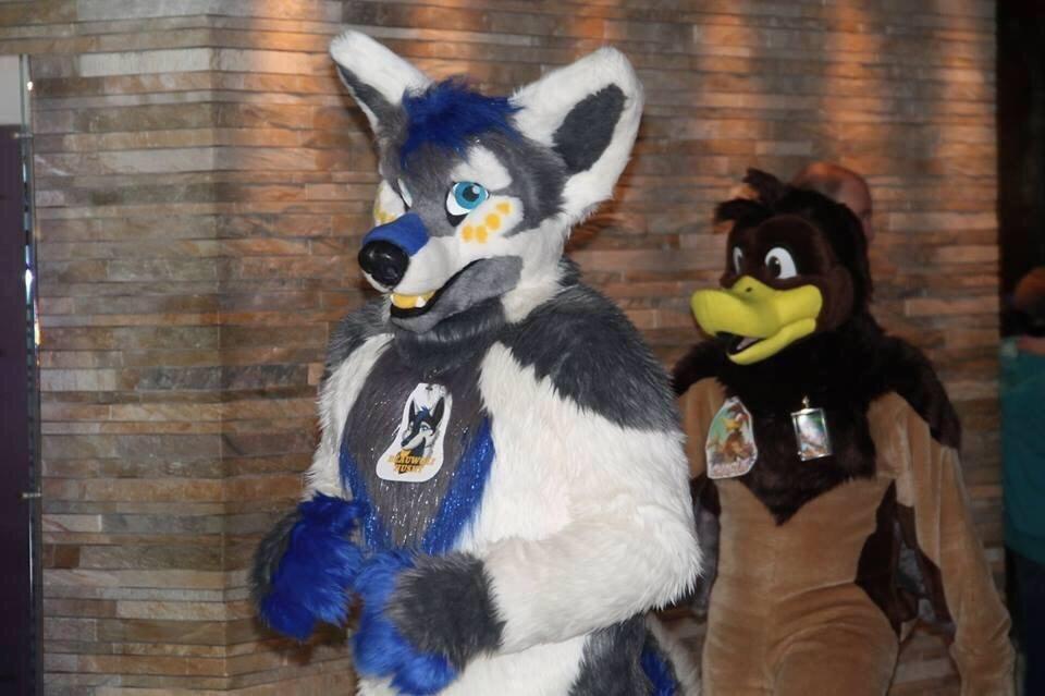 Beau_Wolf_Husky's tweet image. #FursuitFriday Not sure who the other suit belongs to. #MFF2013