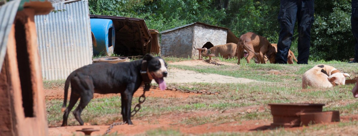 dodo's tweet image. Shutting down one of the biggest dogfighting rings ever: thedo.do/14jJT6X