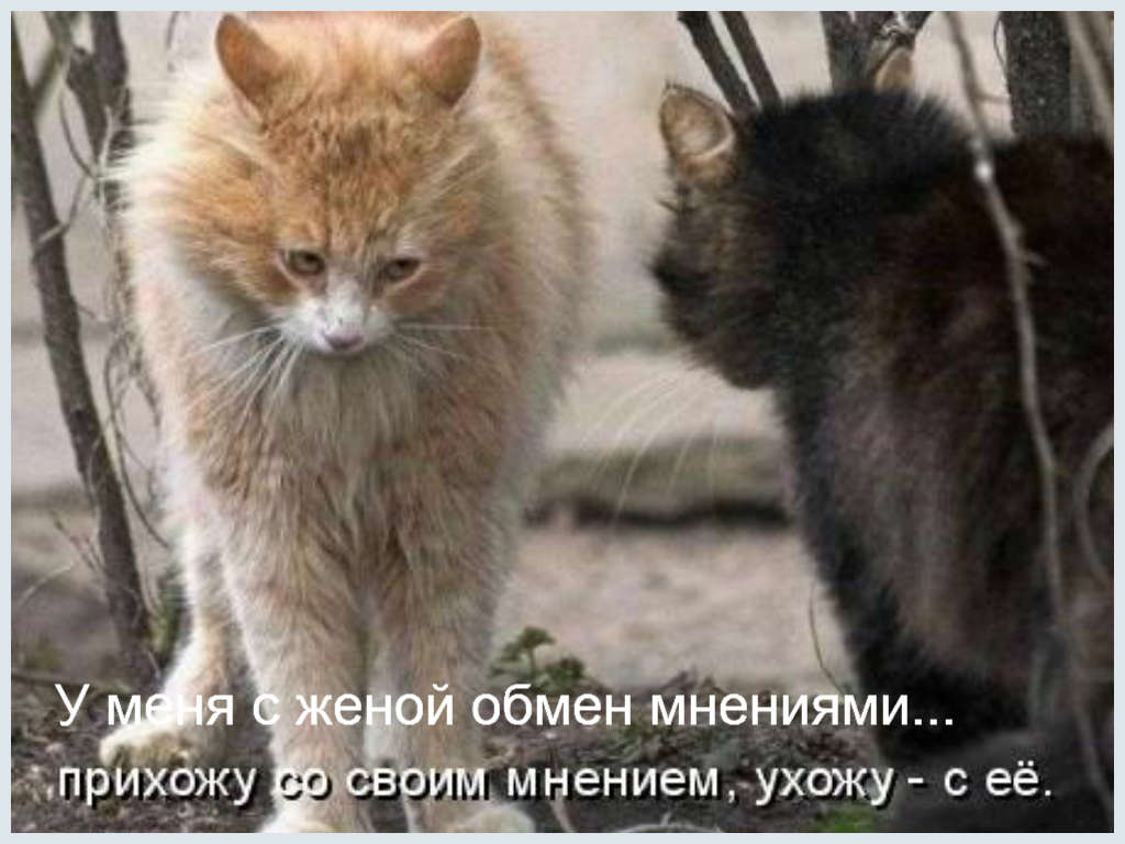 Смешные Животные tweet media