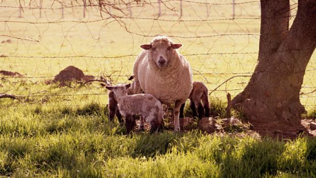 Happy birthday Prince Charles! Heres an article about the countryside dedicated to you  