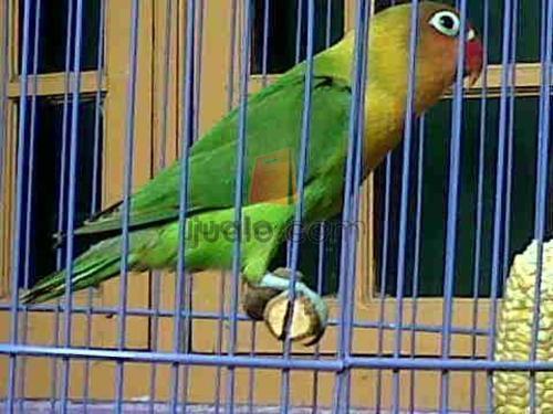 ant_tanaka's tweet photo. Anakan hijau standart 6bln...ngekek..power full....mental fighter,,minat chat 2afab623 http://t.co/Nr0eyzMWMQ