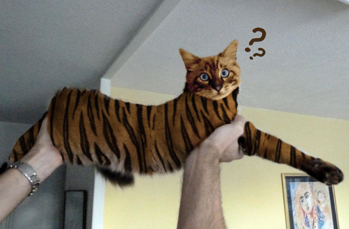 Julnax's tweet photo. C'est bon arrêtez tout ! Je l'ai choppé ! #tigre #pauvrechat 
La Seine-et-Marne est sauvée. #oupas http://t.co/V8OYbAz7JZ