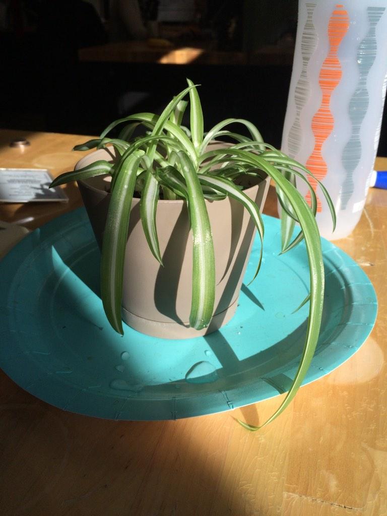 ACintron02's tweet photo. Brought it back from death and now it's time to level up its container #deskstuff #greenthumb #sunny http://t.co/h0stgAVZAg