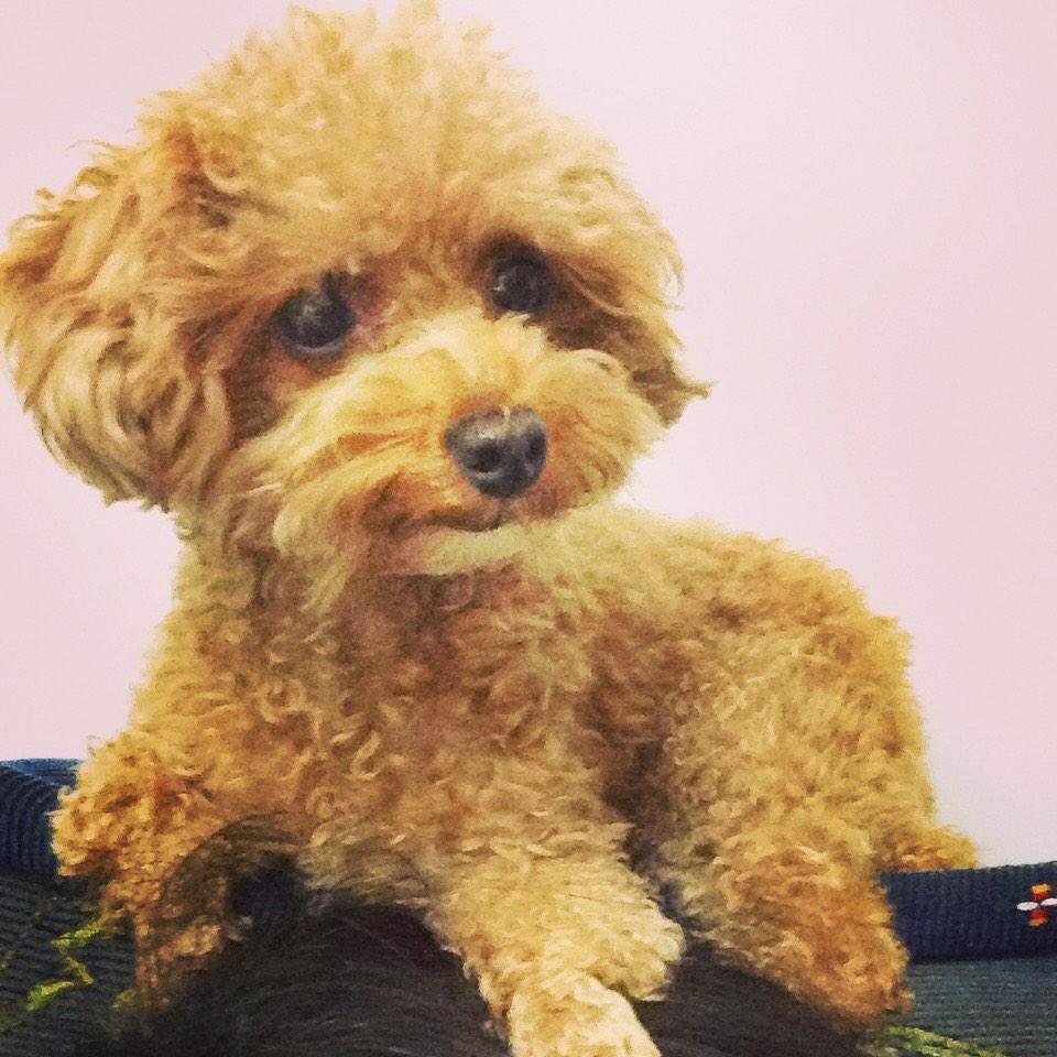 Danielle peng (@demipeng) on Twitter photo 