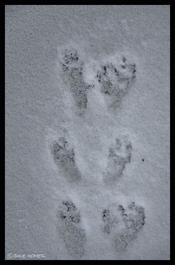naturechronicle's tweet photo. Fresh Douglas #SquirrelTracks in the #snow filling in almost faster then I could take the picture. #weather http://t.co/zRi7aocrLA