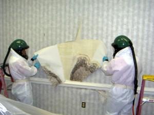 aaarestoration's tweet photo. Do you suspect that you have mold? Give us a call & we can answer any questions or concerns! #moldremoval #aaarest http://t.co/V93fmb9XJm