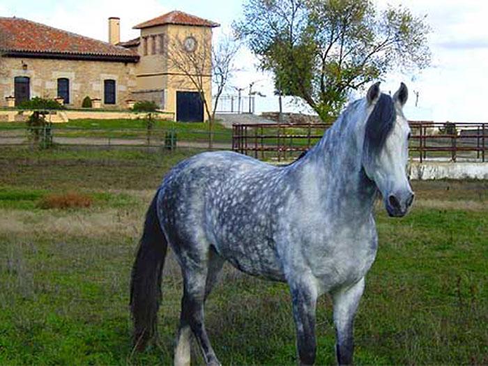 TimeandBonus's tweet image. #Findesemana campero con ruta a caballo incluida en Casa Rural La Torrecilla #escapada goo.gl/NbUPXd