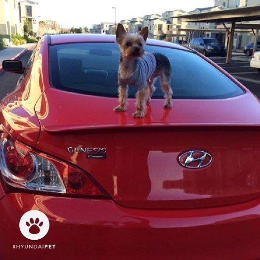 Hyundai Used Cars Beaverton Oregon at John Tirado blog