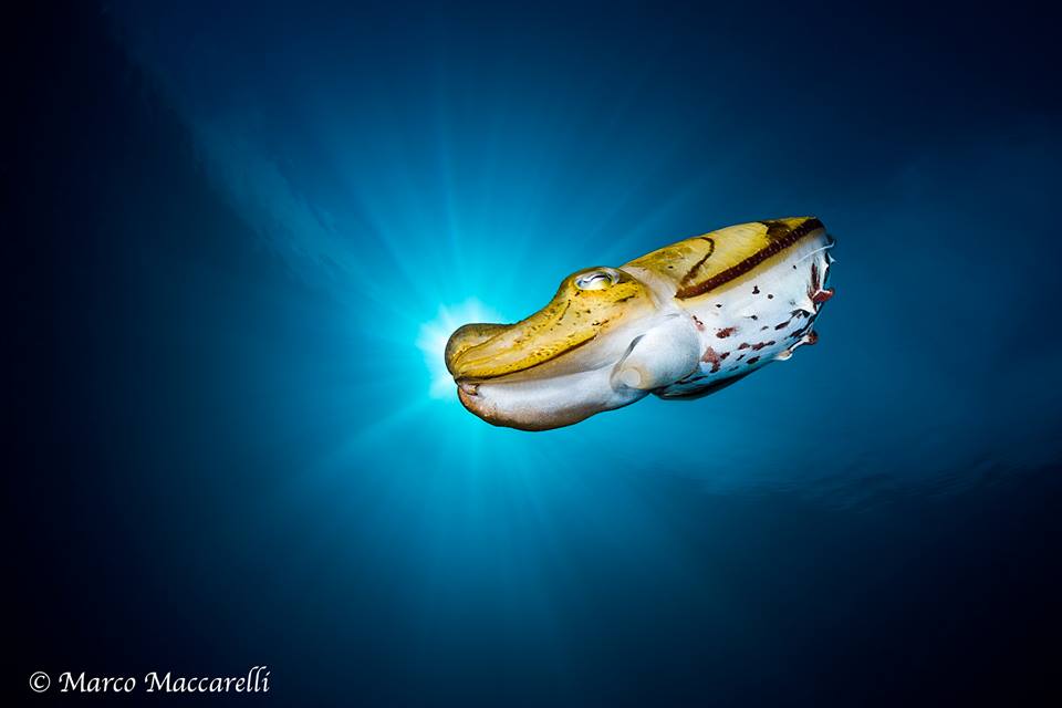 CoralReefFish's tweet photo. Incredible picture of a cuttlefish in Indonesia by Marco Macarelli https://t.co/qvkzFy71lL http://t.co/OMR2UsYwLo