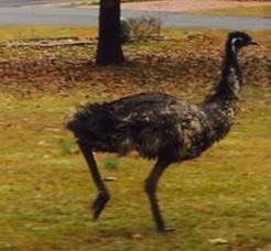 wis10's tweet photo. Have you seen this emu in #Blythewood? Its owner is very, very concerned: http://t.co/ySnu0WXpNK http://t.co/FpfUsGQKcL