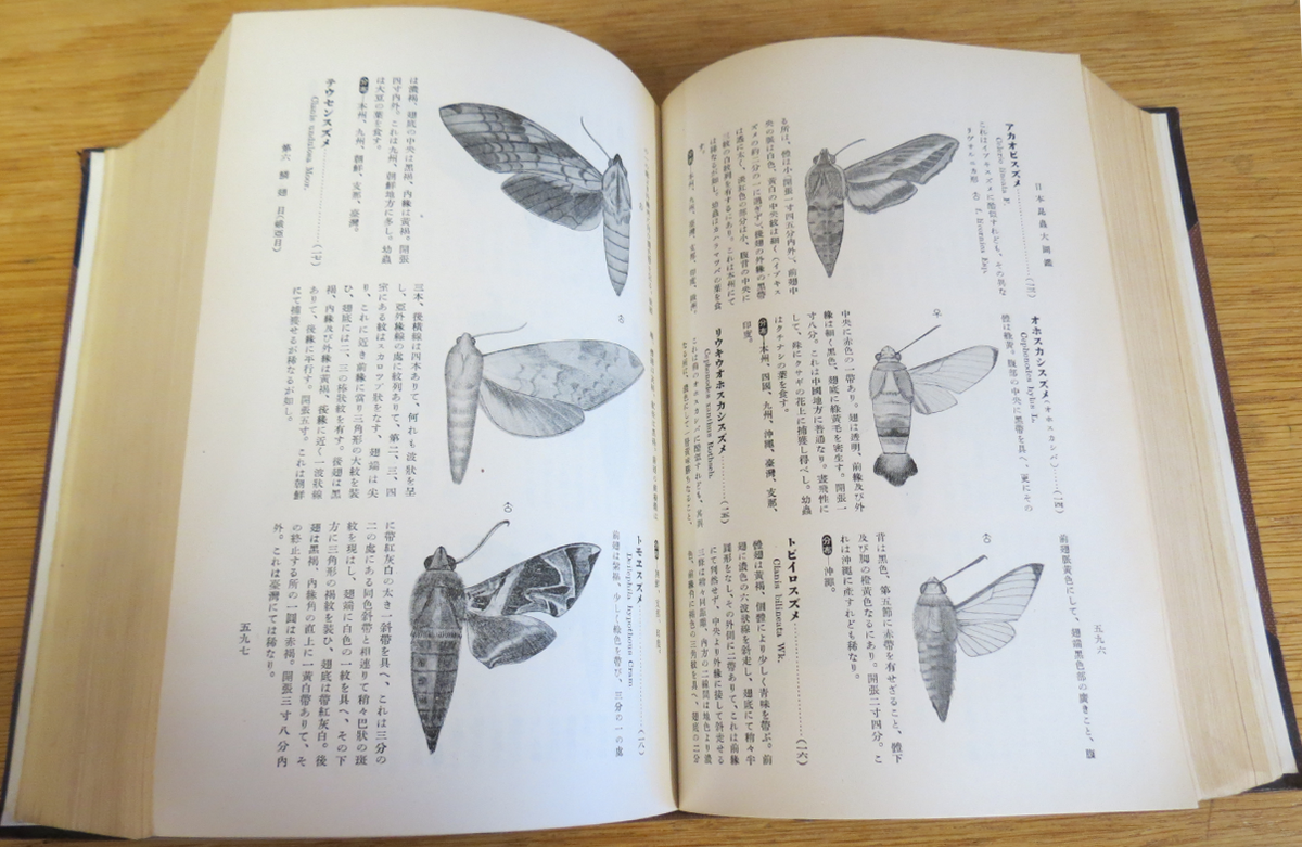 #ArchiveAnimals pages from 6000 Illustrated Insects of the Japan Empire (1931) by Dr. Shōnen Matsumura