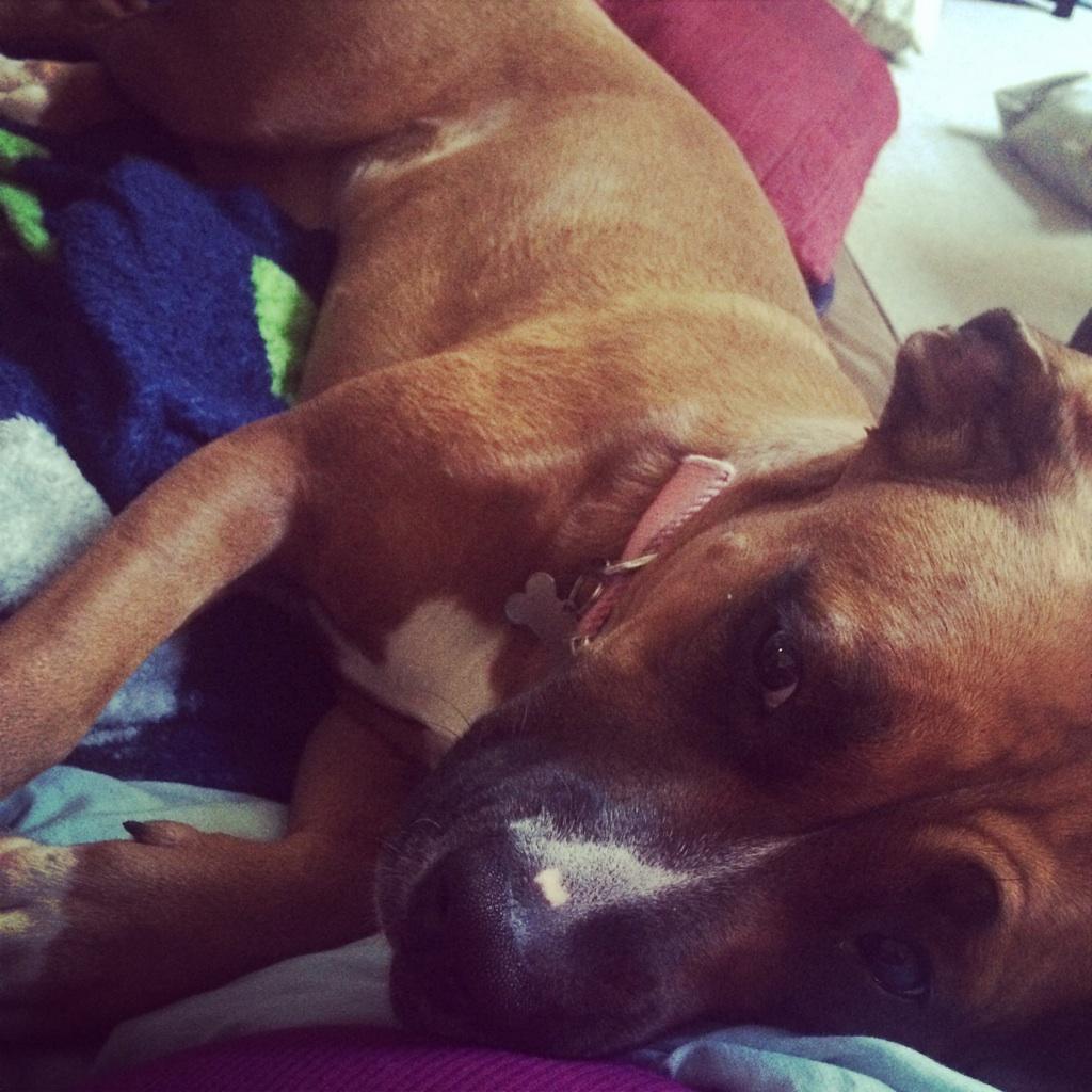 MedicStumpf's tweet photo. Maya thinks my belly makes a perfect pillow for her to snuggle with! #boxer #snuggles #baby#3 #bestdogever http://t.co/4gGY3KZzsU
