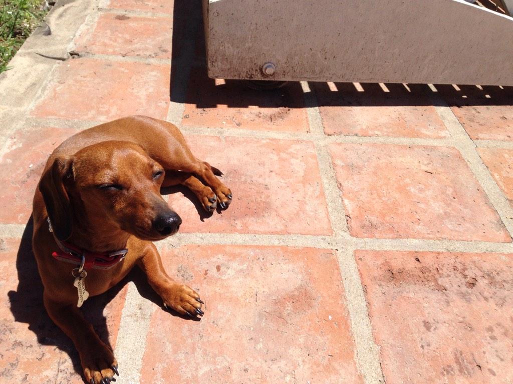 piojoallende's tweet photo. Cuando el sol te da en la cara... #berts http://t.co/GgOs6Zkl5X