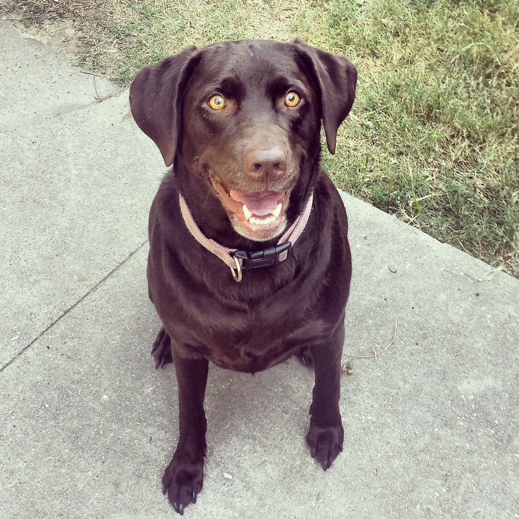 thebarkngypsy's tweet photo. @ChocolateDaisy1 We look alike!! http://t.co/QsTG2PObMF