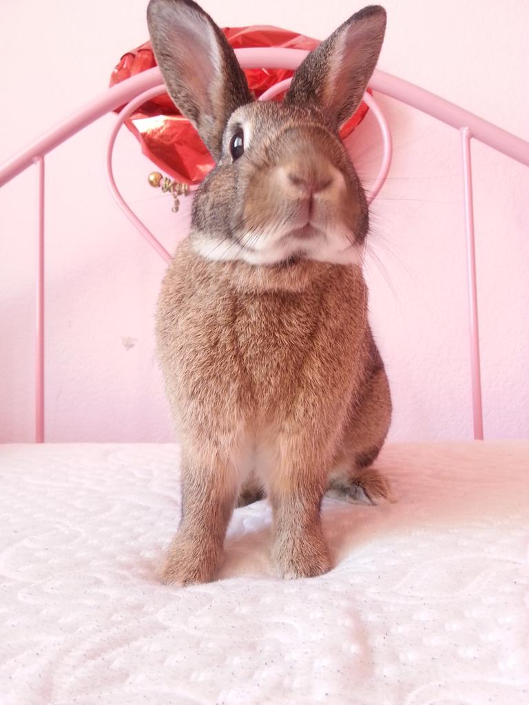 Hoppy Friday! One more day till me &amp; Mummas birthday!! Im excited! What's a birthday?