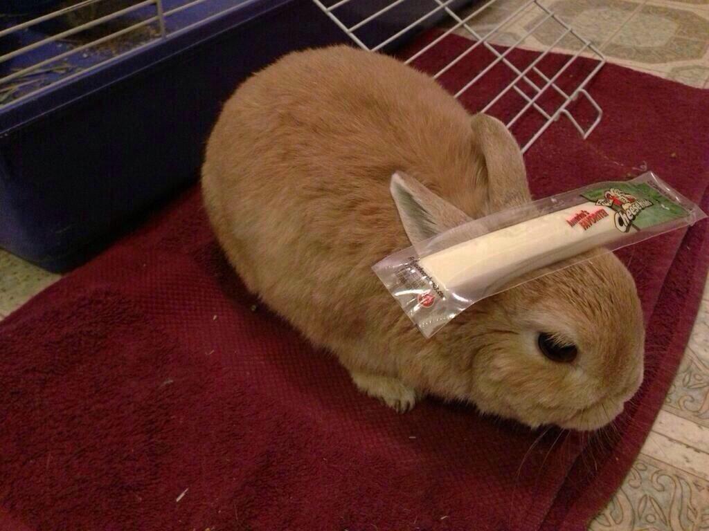 チーズ乗っけた。