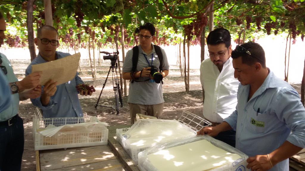 CRF_AGENCIA's tweet photo. Visita de @sleonabad en cosecha de #UvaRedGlobe de #AgricolaPuraVida, apreciando proceso de empaque de la fruta #RRPP http://t.co/jIpSUrykcb